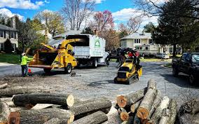 How Our Tree Care Process Works  in  Chandler, TX