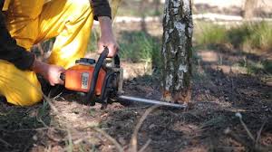 How Our Tree Care Process Works  in  Chandler, TX