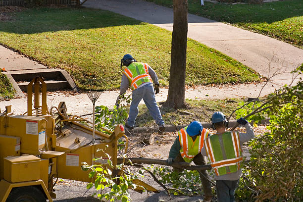 Professional Tree Services in Chandler, TX